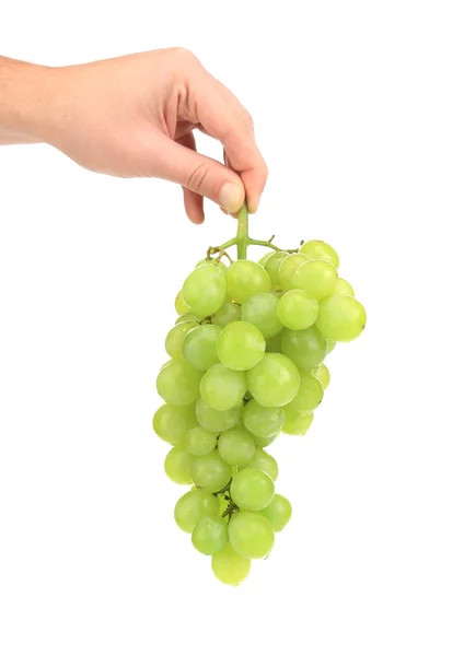 Green ripe grapes in hand — Stock Photo, Image