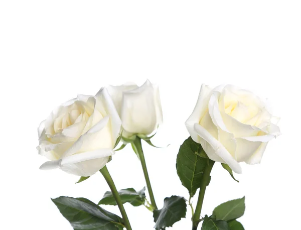 Drie rozen — Stockfoto