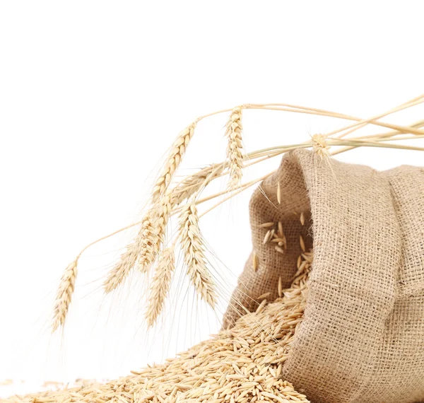 Bag with barley and ears — Stock Photo, Image