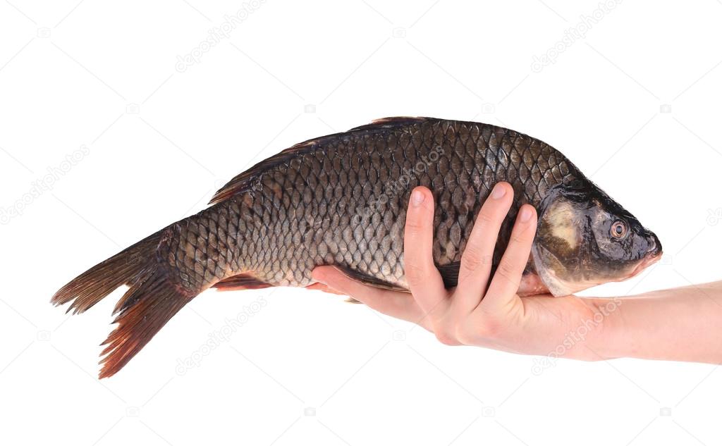 Fresh carp in man hand