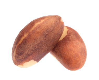 iki Brezilya fıstığı