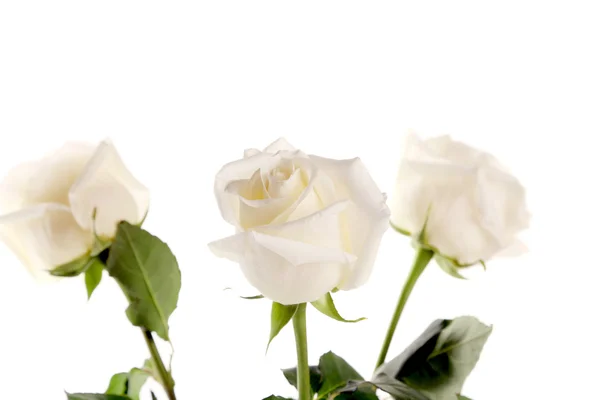 Drie witte rozen — Stockfoto