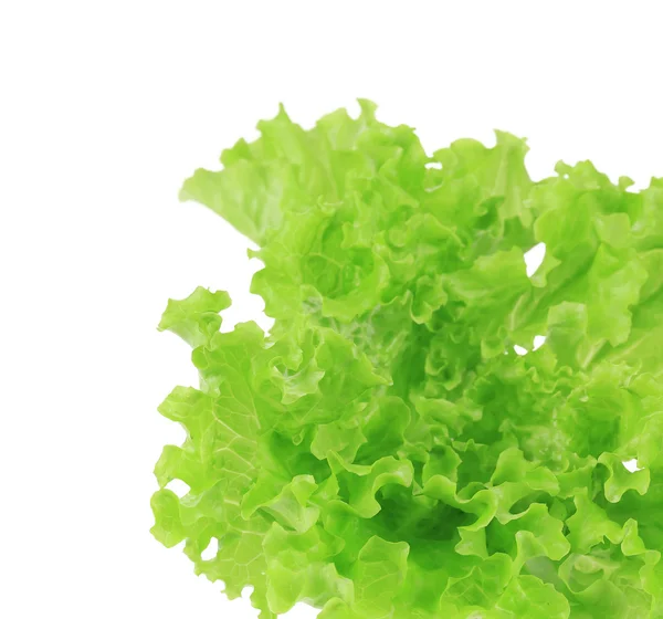 Green lettuce — Stock Photo, Image