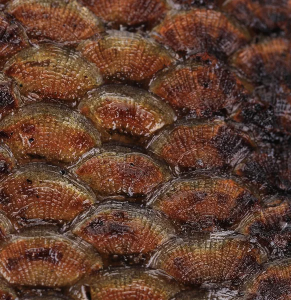 Écailles de poisson fermer — Photo