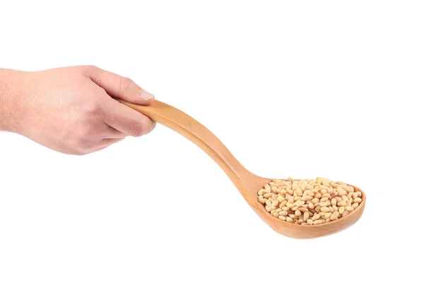 Hand holding pine nuts in spoon — Stock Photo, Image