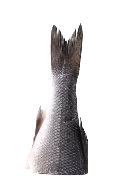 鲜鲈鱼尾 — 图库照片