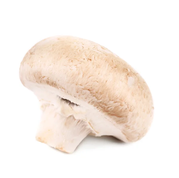 Bílá houba — Stock fotografie