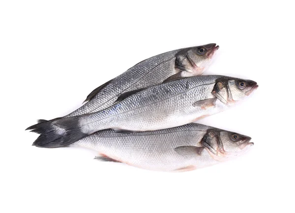 Three fresh seabass fish — Stock Photo, Image