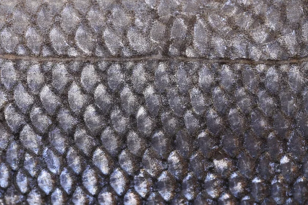 Levrek doku ölçek — Stok fotoğraf