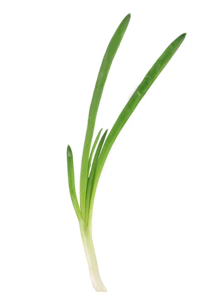 Green onion — Stock Photo, Image