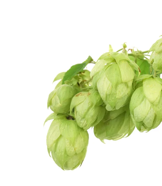 Green hop cones — Stock Photo, Image