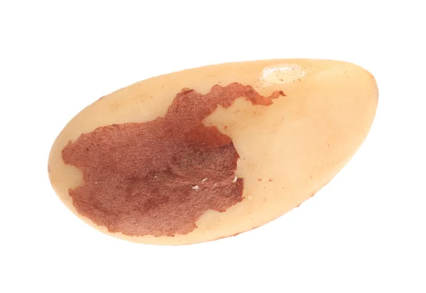 Студийный снимок бразильского ореха — стоковое фото