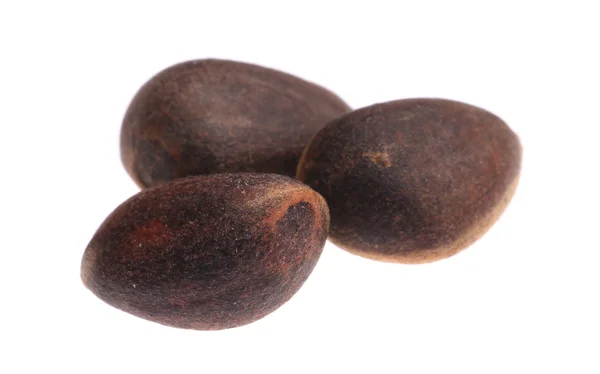 Kacang Pine — Stok Foto