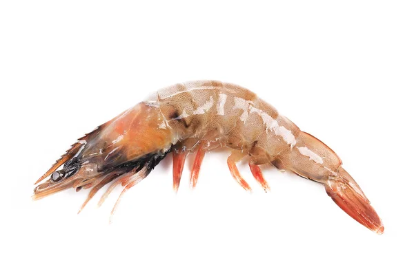 Fresh shrimp — Stock Photo, Image