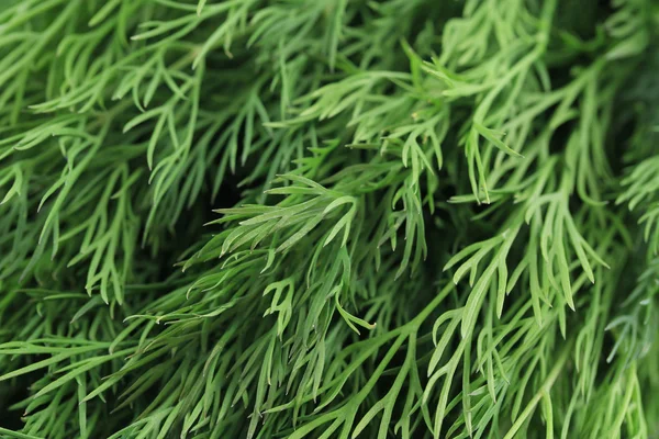 Hintergrund von frischem Dill — Stockfoto