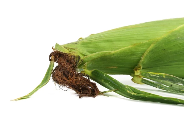 Closed corn cob — Stock Photo, Image