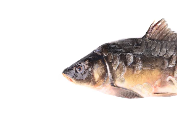 Fresh carp — Stock Photo, Image