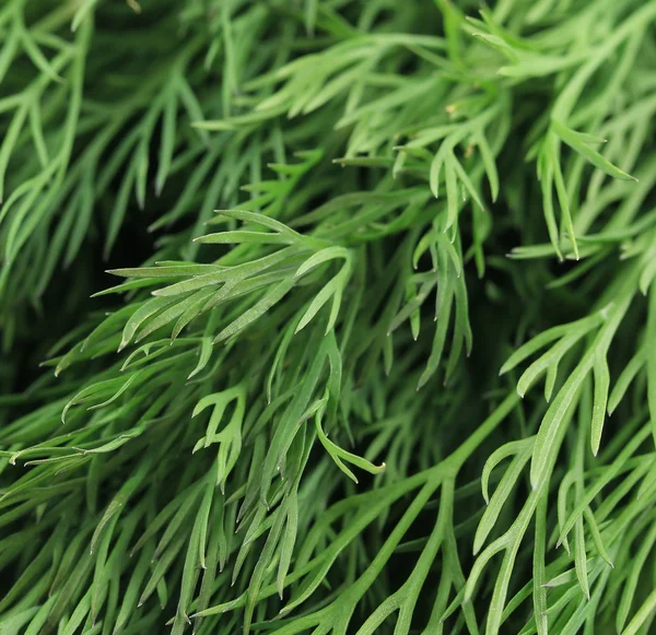 Texture of fresh dill herb