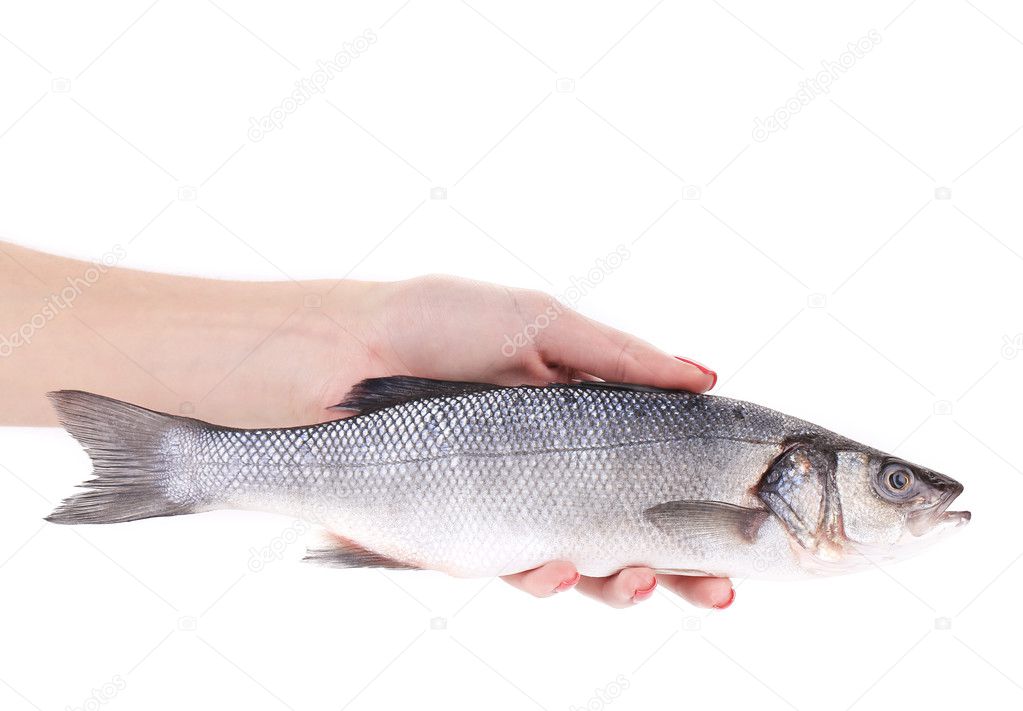 Hand holding fresh seabass fish