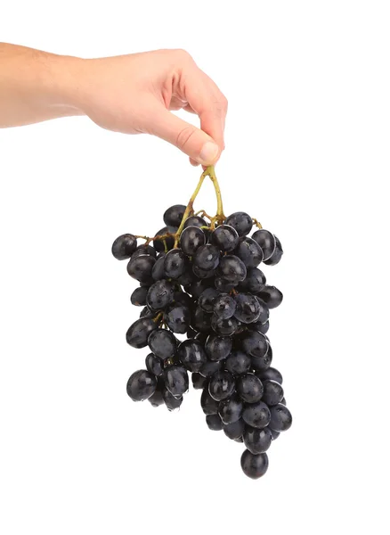 Branch of black ripe grapes in hand. — Stock Photo, Image