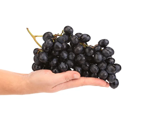 Branch of black ripe grapes on hand. — Stock Photo, Image