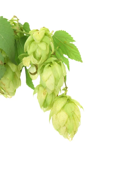 Hop flower green petals — Stock Photo, Image