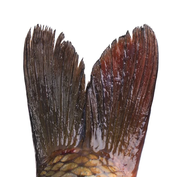 Fish tail — Stock Photo, Image