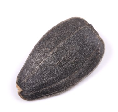 bir ayçiçeği tohumu