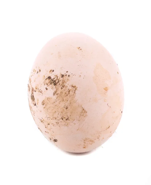 Homemade egg — Stock Photo, Image