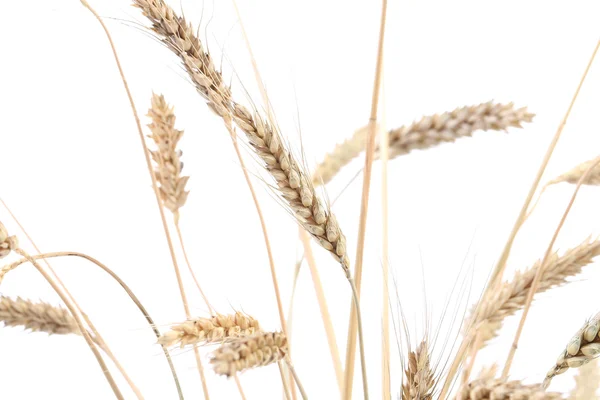 Wheat on white — Stock Photo, Image