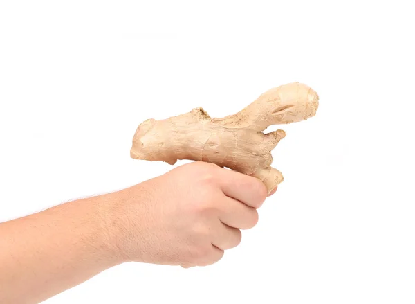 Ginger root in hand — Stock Photo, Image
