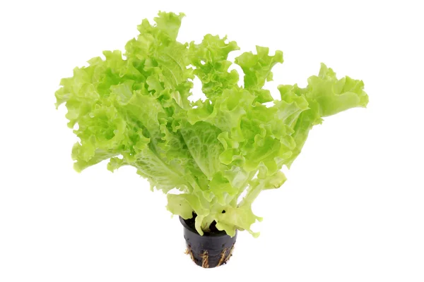 Pot növekvő saláta. — Stock Fotó