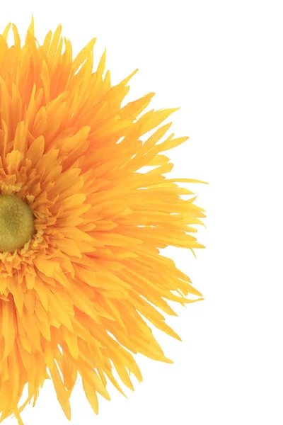 Half galben floare aster . — Fotografie, imagine de stoc