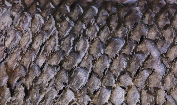 Textuur van de huid van de vis. — Stockfoto