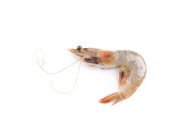 Fresh shrimp. — Stock Photo, Image