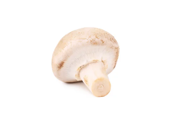 Bílá houba zblízka. — Stock fotografie