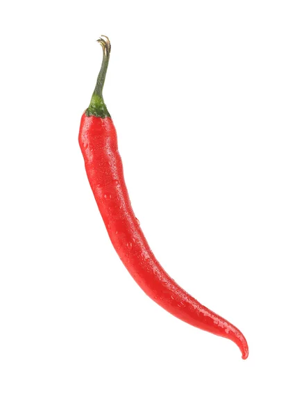 Chili picante con gotas de agua . — Foto de Stock