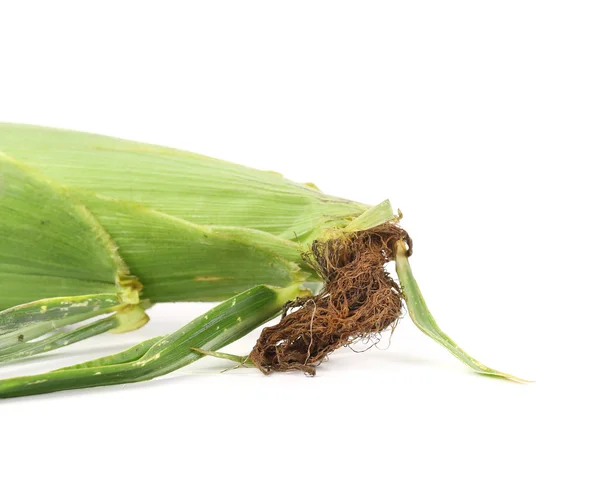 Fresh corn ear — Stock Photo, Image