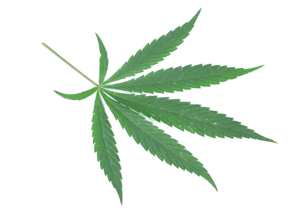 Close up a cannabis leaf — Stock Photo, Image