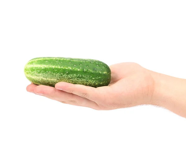 Een komkommer in een menselijke hand. — Stockfoto
