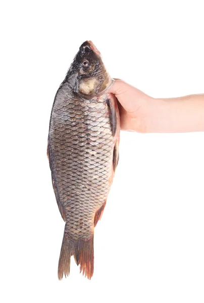 Hand hält frischen Fisch — Stockfoto