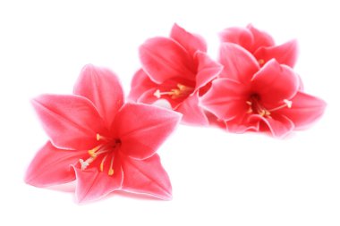 dört yapay çiçekler.