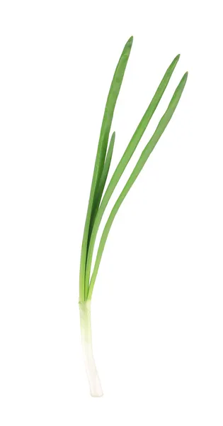 Cipolla verde — Foto Stock