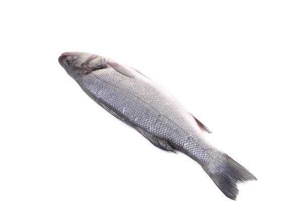 Färska havsabborre fisk — Stockfoto