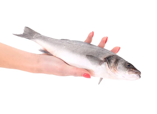 Hand holding fresh seabass fish — Stock Photo, Image