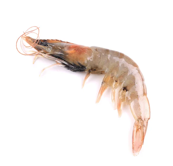 Close up of fresh shrimp. — Stock Photo, Image