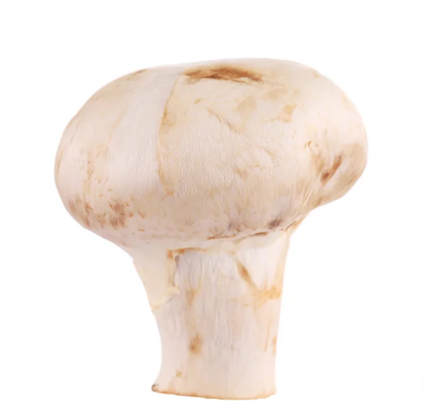 Bílá houba. — Stock fotografie