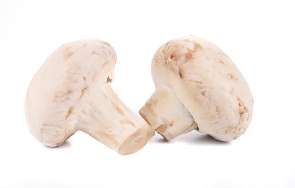Two white mushrooms close up. Royalty Free Stock Photos