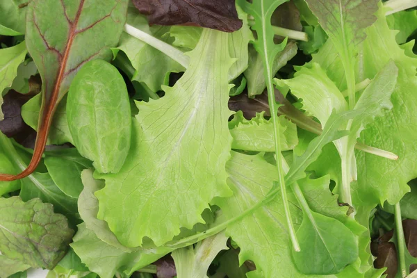 Leaf Lettuce — Stock Photo, Image