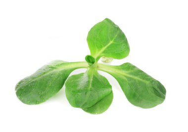 Yeşil taze fesleğen.